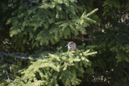 DSC_0936.JPG